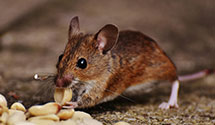 24 Hour & Emergency Exterminators in Damascus, OR